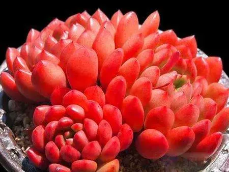 紅寶石的介紹