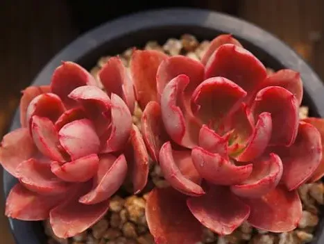 紫焰