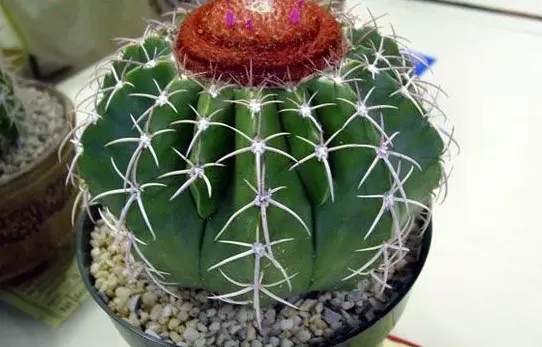紫雲（Melocactus ucbermannianus）