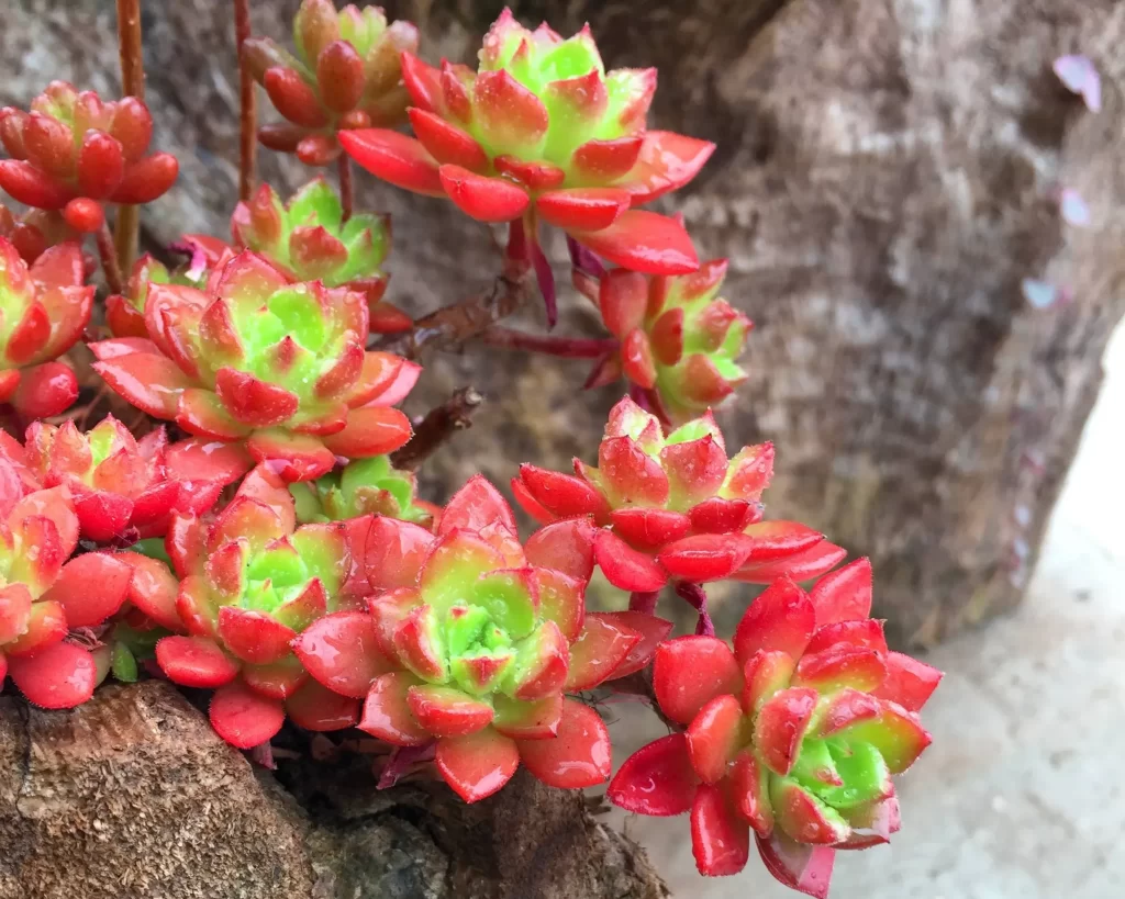 蒂亞的介紹
