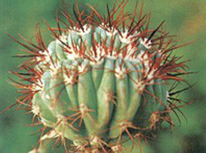 藍雲冠（Melocactusazureusf.cristata）