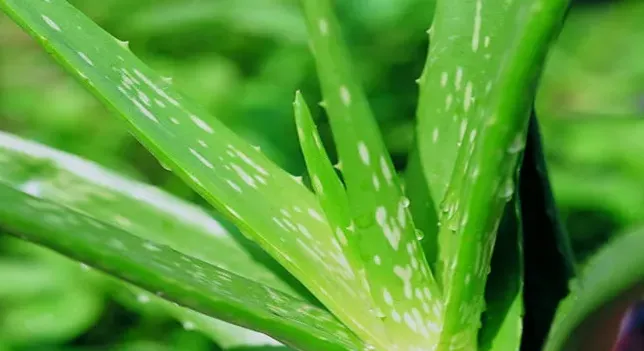 蘆薈的介紹