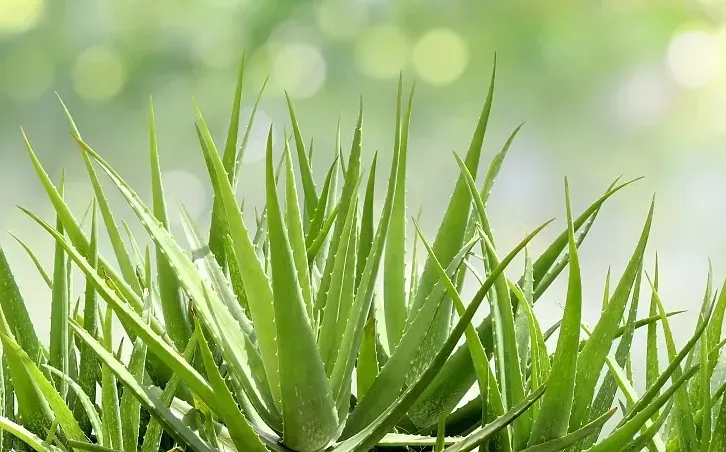 蘆薈的繁殖方式