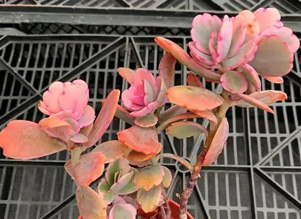蝴蝶之舞的介紹