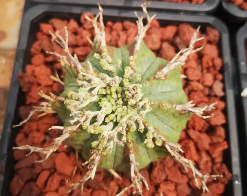貴青玉的介紹