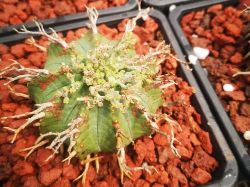貴青玉的功效與作用