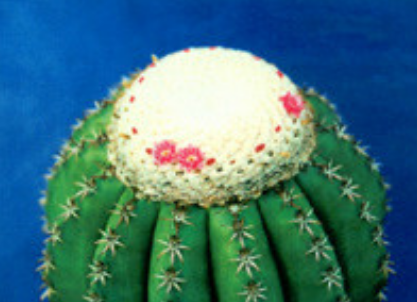 賞雲錦（Melocactussp.Variegata）