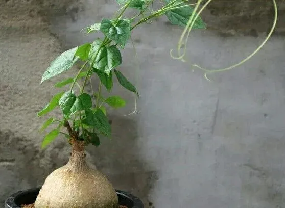 銀葉睡布袋萎縮了怎麼辦