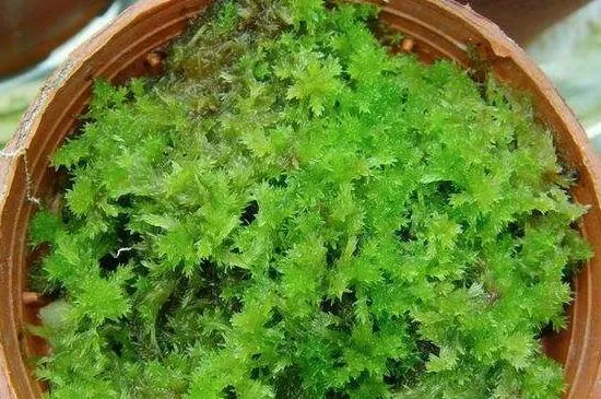 關於水苔