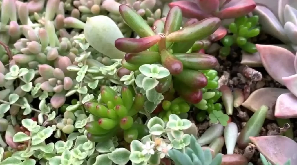 關於水苔種植的多肉植物澆水