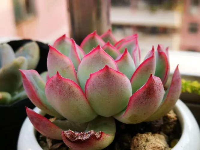 雨燕座砍頭方法