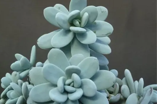 雪美人的介紹