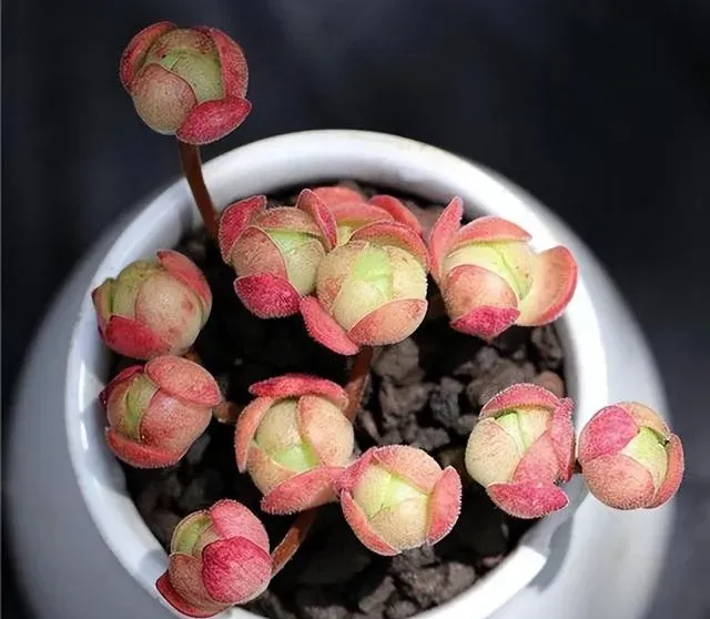 1、橄欖球玫瑰