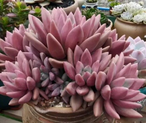 5、桃花源