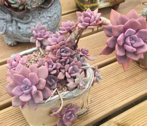 7、黛比