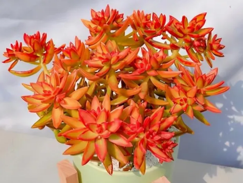 9、紅日