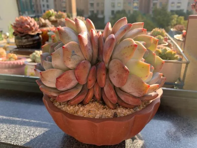 三、橙夢露