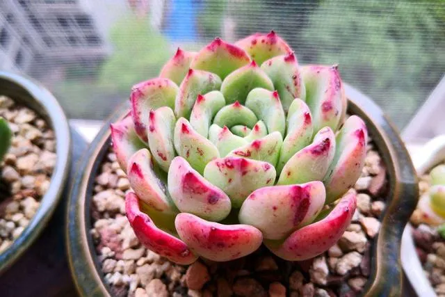 三文魚