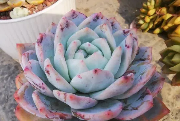 二、芙蓉雪蓮