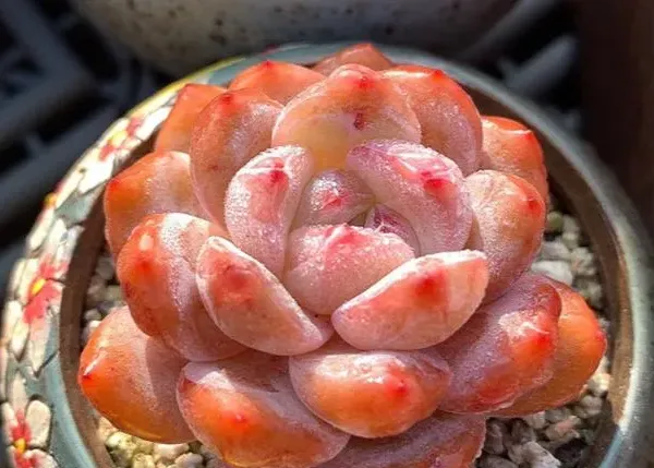 五、星影