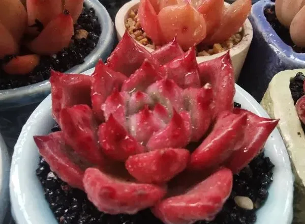 十一、阿姆斯壯