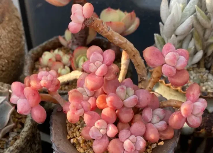 合理澆水
