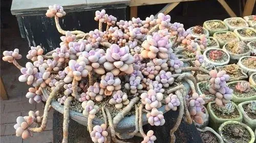 多肉乳酪怎麼快速養出群生老樁