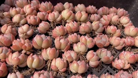 多肉全明星的養護方式