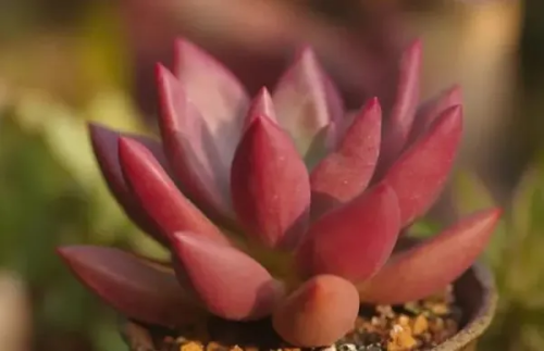 多肉桃花源如何度夏