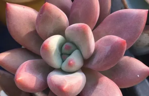 多肉桃花源的介紹