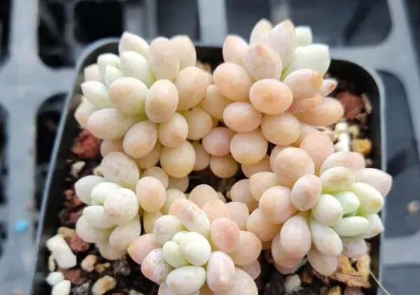 多肉泡泡糖的介紹