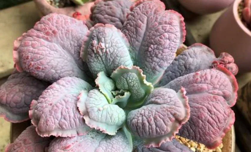 多肉狂野男爵的介紹