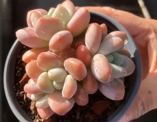 持續露養
