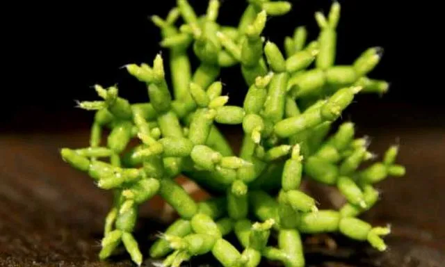 木偶人一般春季開花，開花並不會導致植株死亡，做好這些即可