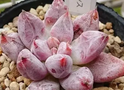 杜裡萬蓮的介紹