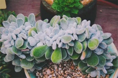 白閃冠的介紹