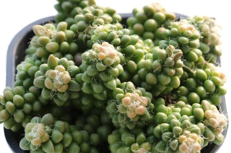 茶笠的介紹