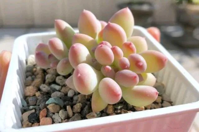 蘋果乳酪