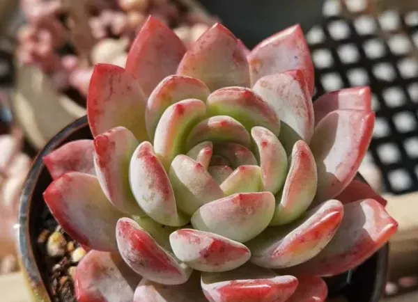 關於多肉全明星的介紹