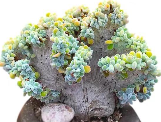 雪晃星