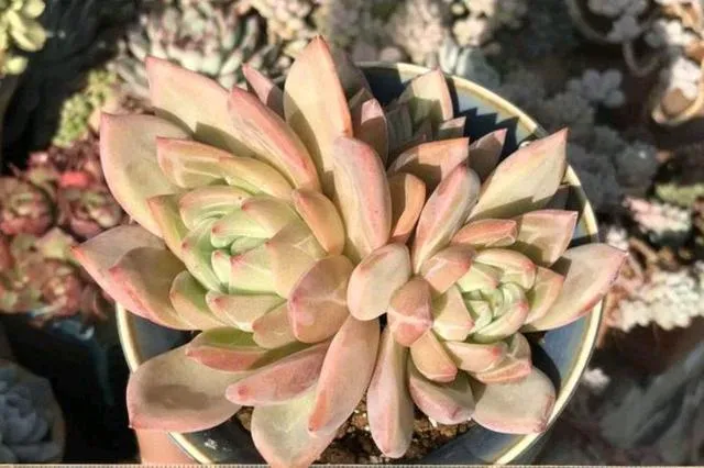 香檳