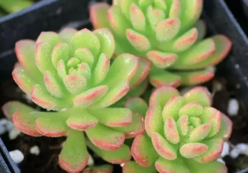 塔洛克的介紹