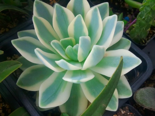 多肉植物富士的栽培技術