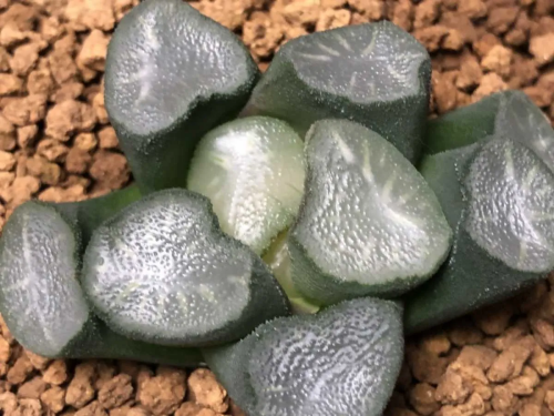 多肉植物永珍的養殖方法