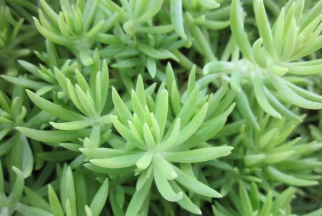 多肉植物翡翠景天的栽培技術