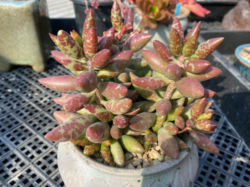 梅花鹿水泡的介紹