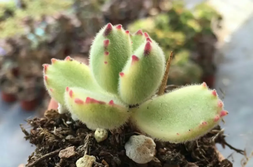 白熊的介紹