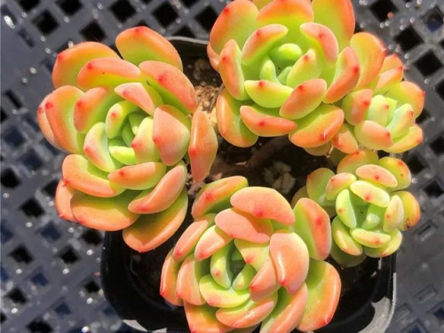 芬達