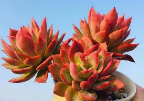金輝的介紹